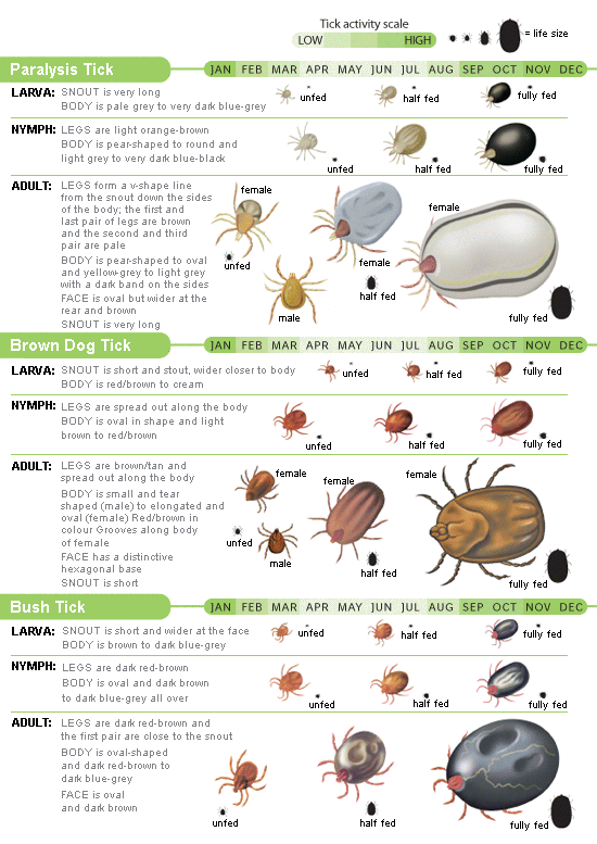 Parasite Identification Chart