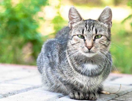 Chronic Pain and Arthritis in the Older Cat