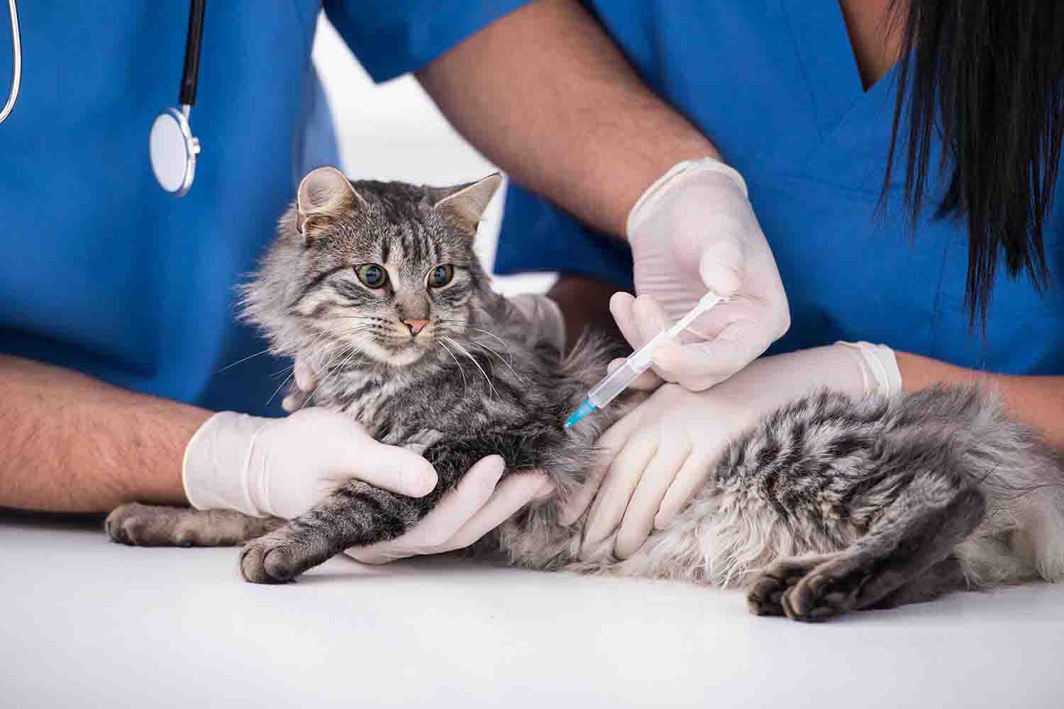 Vet Services for Cats