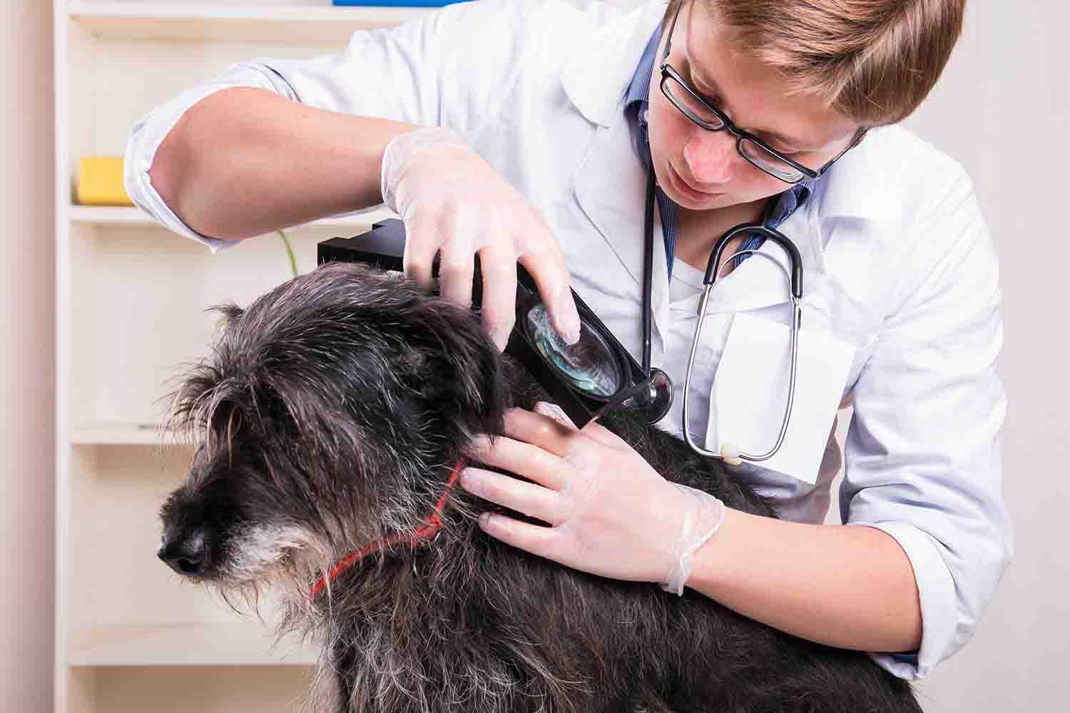 Vet Services for Dogs